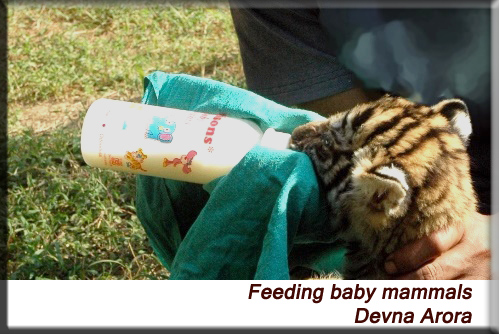 Devna Arora - Milk bottle for baby animals